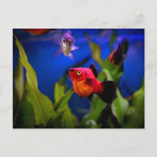 Roter Platy Fish Postkarte (Vorderseite)