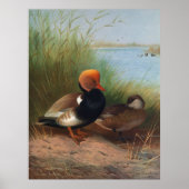 Roter Pochard (1913) Poster (Vorne)