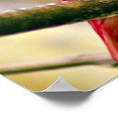 Roter Pompadour Cotinga Poster (Ecke)