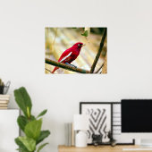 Roter Pompadour Cotinga Poster (Heimbüro)