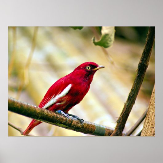 Roter Pompadour Cotinga Poster (Vorne)