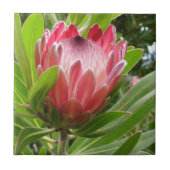 Roter Protea Fliese (Vorderseite)