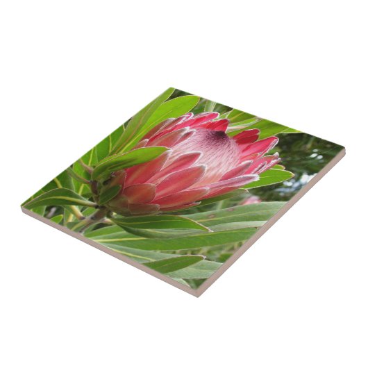 Roter Protea Fliese (Seite)