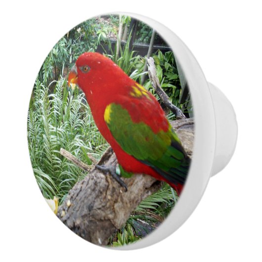 Roter Regenbogen Lorikeet Parrot, Keramikknauf (Rechts)
