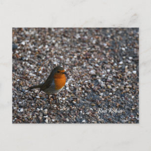 Roter Robin auf Kies im Garten Postkarte