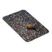 Roter Robin auf Kies im Garten Postkarte Magnet (Rechte Seite)