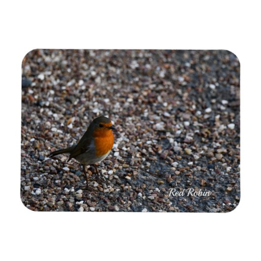 Roter Robin auf Kies im Garten Postkarte Magnet (Horizontal)