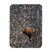 Roter Robin auf Kies im Garten Postkarte Magnet (Vertikal)