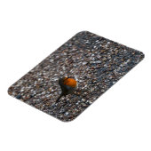 Roter Robin auf Kies im Garten Postkarte Magnet (Linke Seite)
