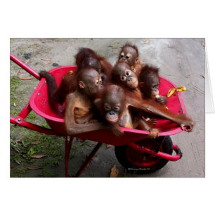 Roter Rollbarrow Orangutan Babys