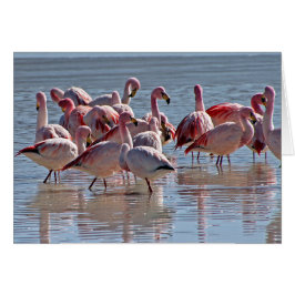 Roter Rosa Flamingos im Wasser Grußkarte