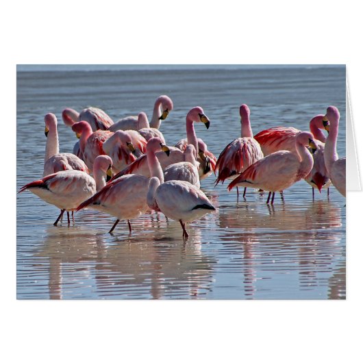 Roter Rosa Flamingos im Wasser Grußkarte (Vorderseite (Horizontal))