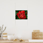 Roter Rosen-Fotografie Poster (Küche)