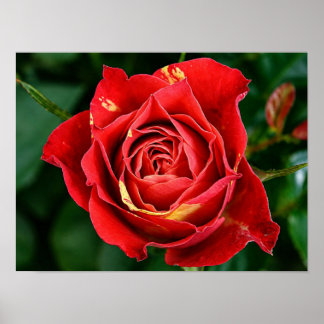 Roter Rosen-Fotografie Poster