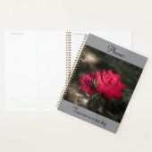 Roter Rosen Planer (Anzeige)
