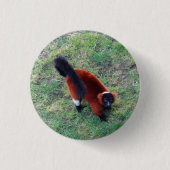 Roter Ruffer Lemur #1 Pinback Button (Vorderseite)