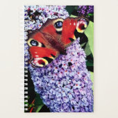 Roter Schmetterling Planer (Vorderseite)
