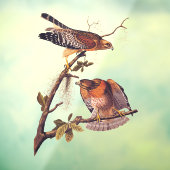 Roter Schulter Hawk Audubon Bird of Prey Fensteraufkleber (Blatt 3)