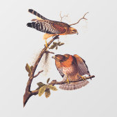 Roter Schulter Hawk Audubon Bird of Prey Fensteraufkleber (Blatt)