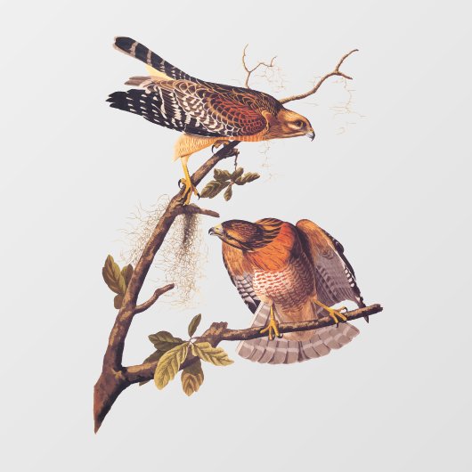Roter Schulter Hawk Audubon Bird of Prey Fensteraufkleber (Blatt)