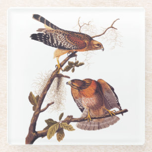 Roter Schulter Hawk Audubon Bird of Prey Glasuntersetzer