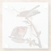Roter Schulter Hawk Audubon Bird of Prey Glasuntersetzer (Rückseite)