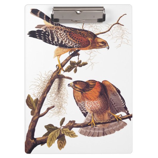 Roter Schulter Hawk Audubon Bird of Prey Klemmbrett (Vorderseite)
