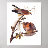 Roter Schulter Hawk Audubon Bird of Prey Poster (Vorne)