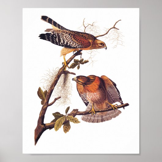 Roter Schulter Hawk Audubon Bird of Prey Poster (Vorne)