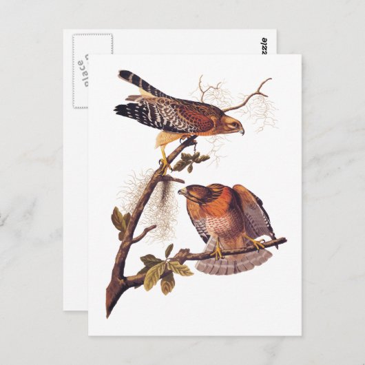 Roter Schulter Hawk Audubon Bird of Prey Postkarte (Vorne/Hinten)