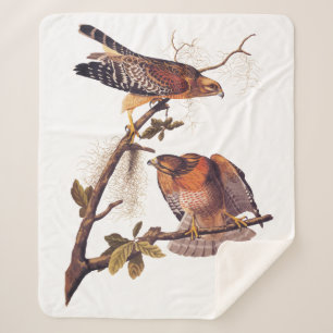 Roter Schulter Hawk Audubon Bird of Prey Sherpadecke
