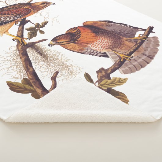 Roter Schulter Hawk Audubon Bird of Prey Sherpadecke (3/4)