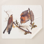 Roter Schulter Hawk Audubon Bird of Prey Sherpadecke (Vorderseite (Horizontal))