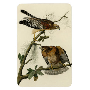Roter Schulter Hawk - Audubons Vögel in Amerika Magnet