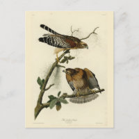 Roter Schulter Hawk - Audubons Vögel in Amerika