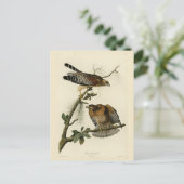 Roter Schulter Hawk - Audubons Vögel in Amerika Postkarte (Stehend Vorderseite)