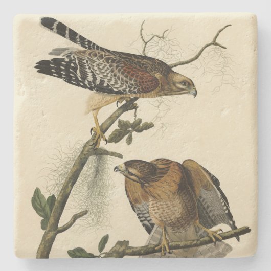 Roter Schulter Hawk - Audubons Vögel in Amerika Steinuntersetzer (Vorderseite)