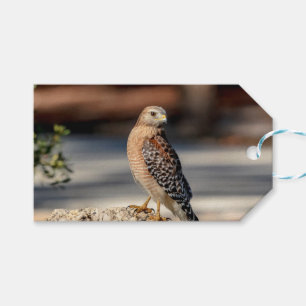 Roter Schulter-Hawk auf einem Felsen Geschenkanhänger