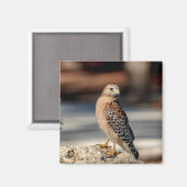 Roter Schulter-Hawk auf einem Felsen Magnet (Vorderseite/Rückseite)