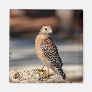 Roter Schulter-Hawk auf einem Felsen Magnet
