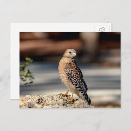Roter Schulter-Hawk auf einem Felsen Postkarte (Vorne/Hinten)