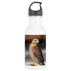 Roter Schulter-Hawk auf einem Felsen Trinkflasche