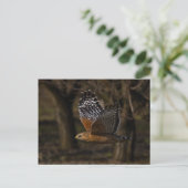 Roter Schulter Hawk Flying Postkarte (Stehend Vorderseite)