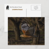 Roter Schulter Hawk Flying Postkarte (Vorne/Hinten)