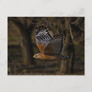 Roter Schulter Hawk Flying Postkarte