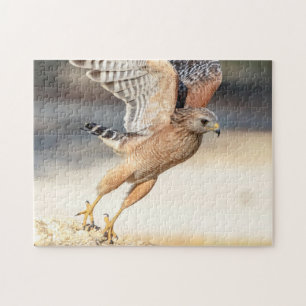 Roter Schulter Hawk in Florida Puzzle