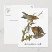 Roter Schulter Hawk, John Audubon Postkarte (Vorne/Hinten)