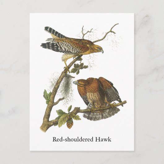 Roter Schulter Hawk, John Audubon Postkarte (Vorderseite)