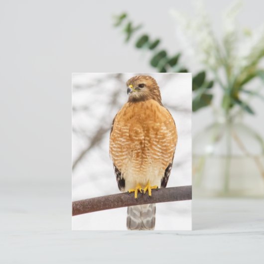 Roter Schulter Hawk Postkarte (Stehend Vorderseite)