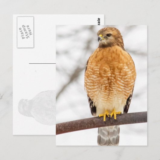 Roter Schulter Hawk Postkarte (Vorne/Hinten)